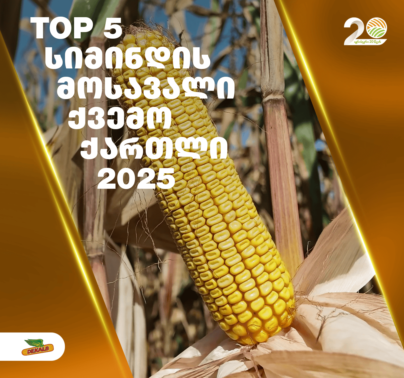 ფერმერები, რომლებმაც 2025 წელს ქვემო ქართლში სიმინდის ყველაზე დიდი მოსავალი აიღეს