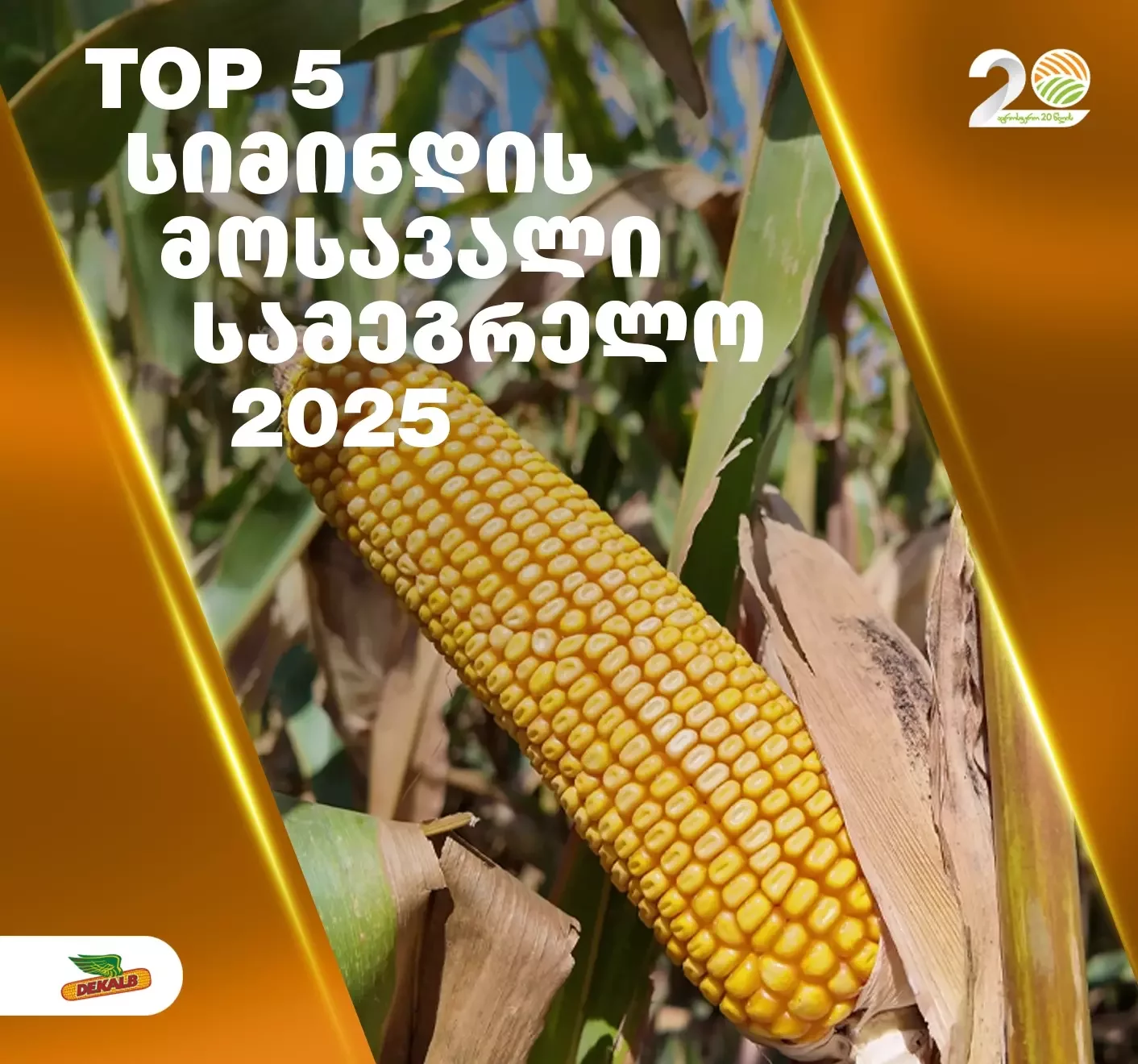 ფერმერები, რომლებმაც 2025 წელს სამეგრელოში სიმინდის ყველაზე დიდი მოსავალი აიღეს