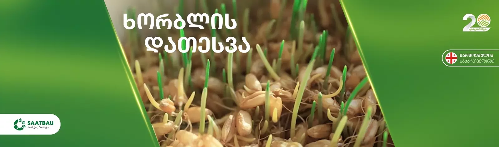 ხორბლის დათესვა