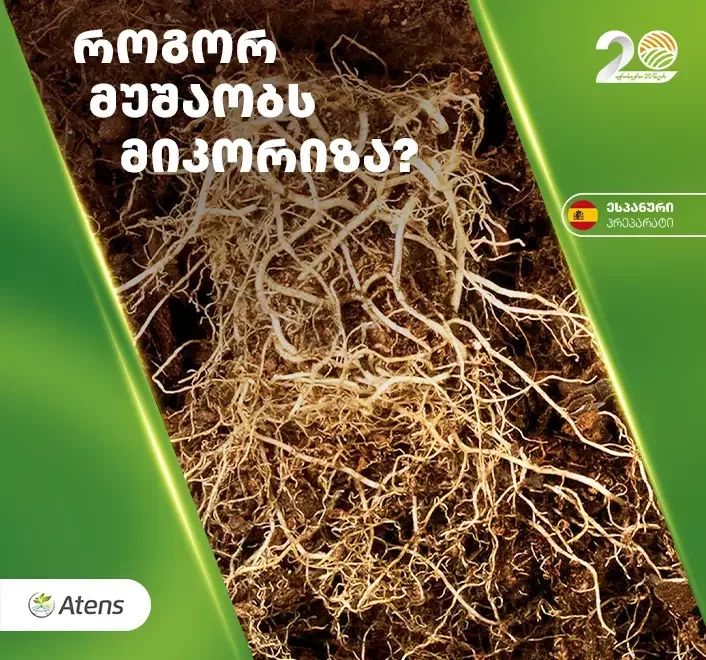 რა არის მიკორიზა და რატომ არის ის მნიშვნელოვანი მდგრადი აგრომეურნეობისთვის?