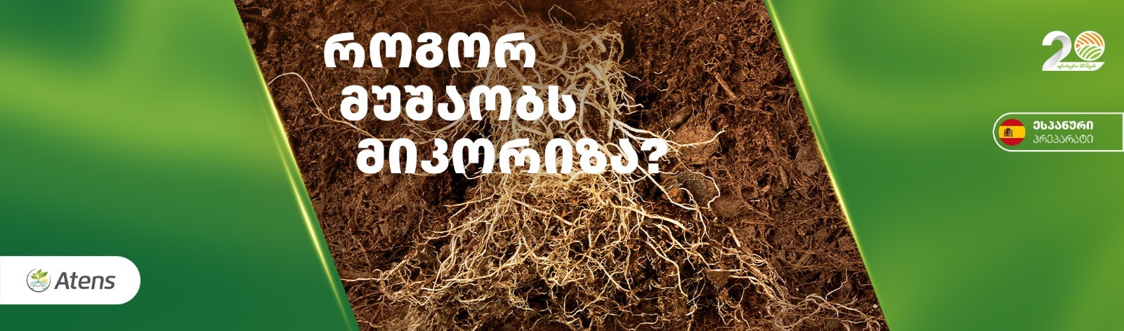 რა არის მიკორიზა