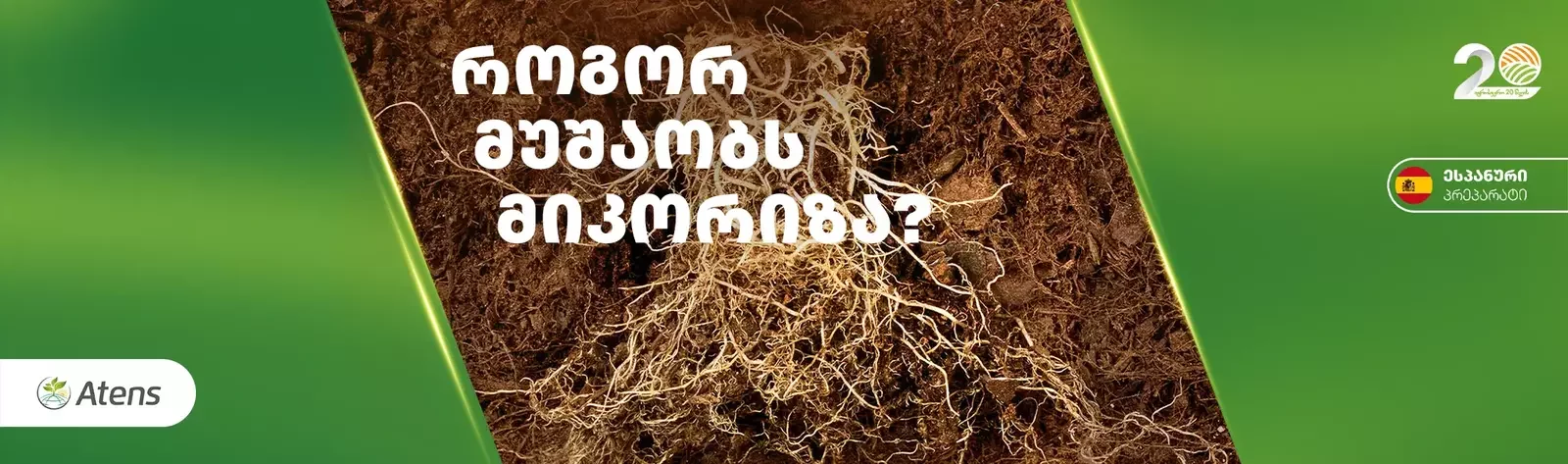 რა არის მიკორიზა