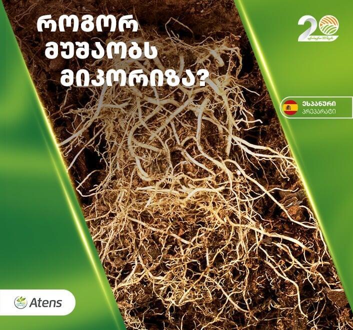 რა არის მიკორიზა და რატომ არის ის მნიშვნელოვანი მდგრადი აგრომეურნეობისთვის?