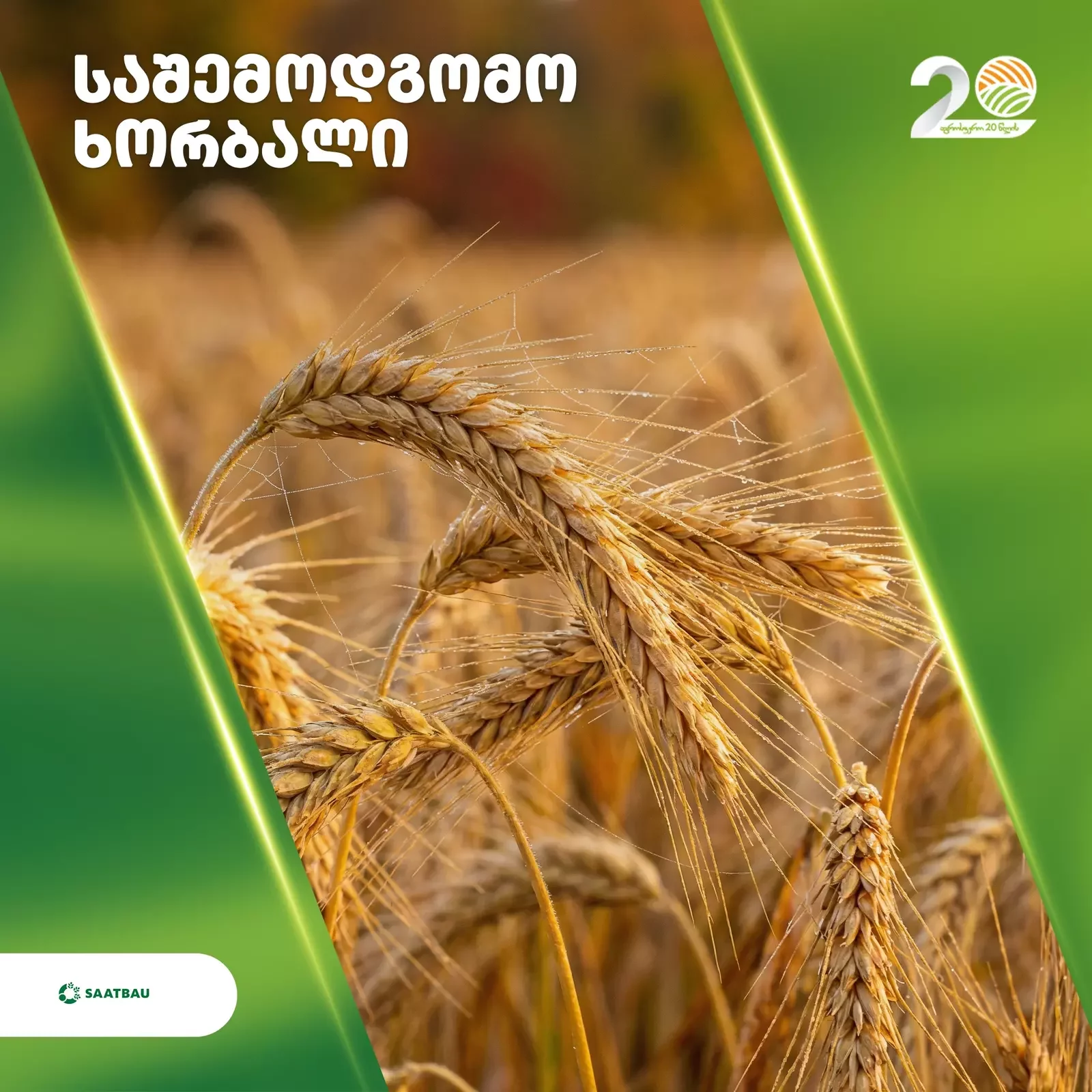 საშემოდგომო ხორბალი: ყველაფერი რაც უნდა იცოდეთ