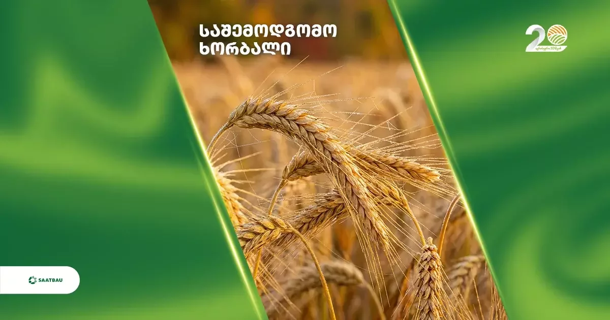 საშემოდგომო ხორბალი