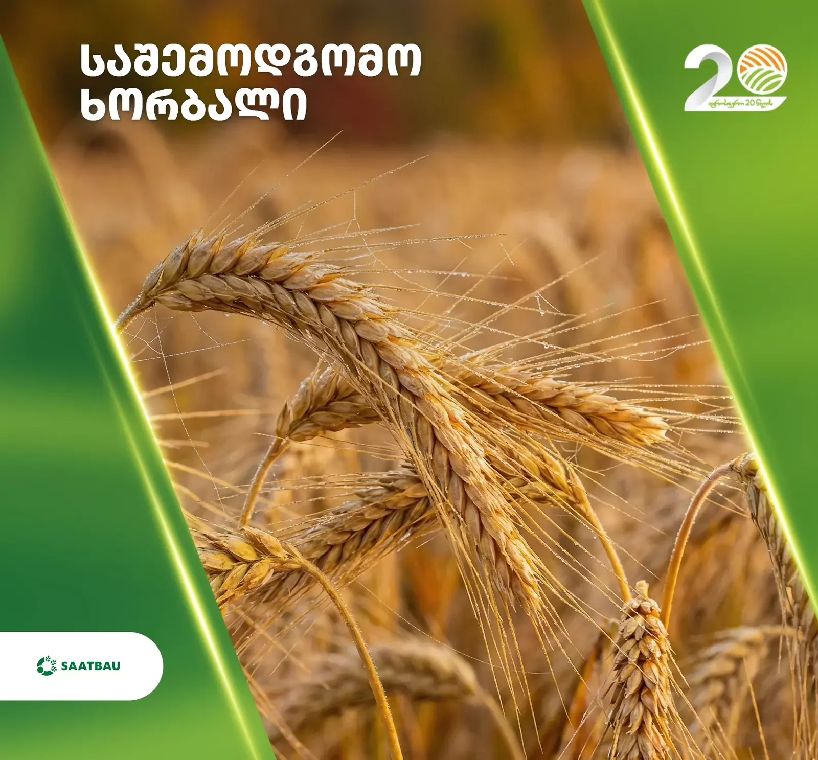 საშემოდგომო ხორბალი: ყველაფერი რაც უნდა იცოდეთ