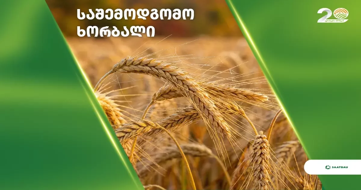 საშემოდგომო ხორბალი