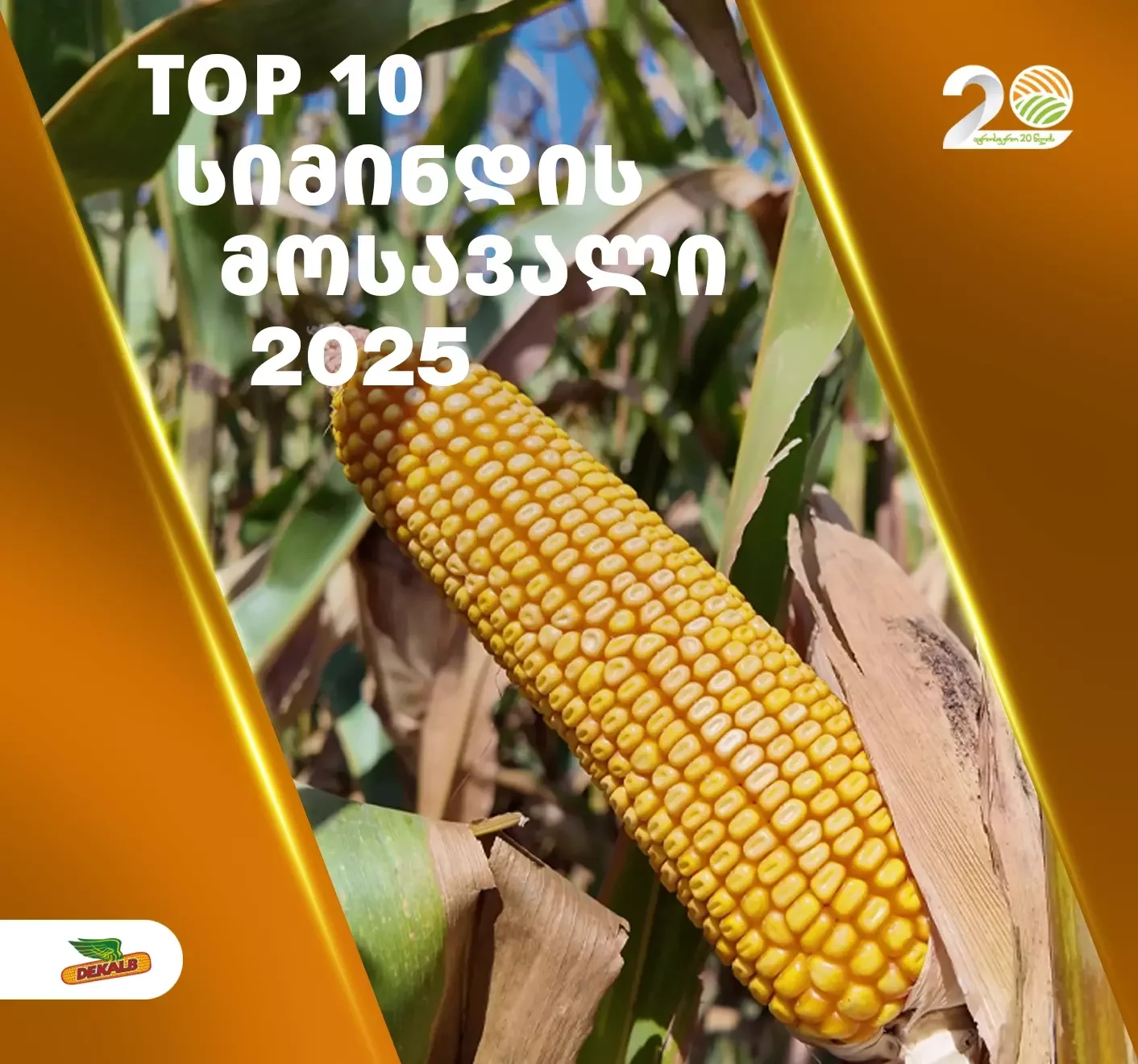 ფერმერები, რომლებმაც 2025 წელს სიმინდის ყველაზე დიდი მოსავალი აიღეს