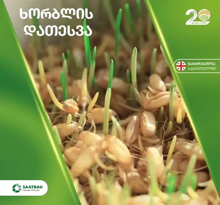 ხორბლის დათესვა