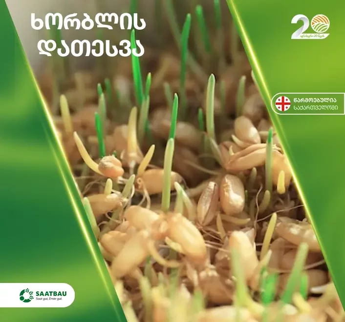 ხორბლის დათესვა: მოვლა-მოყვანა & ვადები